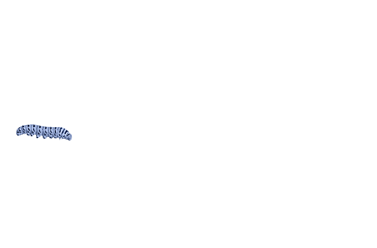 MÉTHODOLOGIE : LA MÉTAMORPHOSE STRATÉGIQUE EGNOKA®