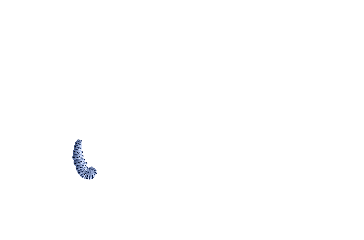 MÉTHODOLOGIE : LA MÉTAMORPHOSE STRATÉGIQUE EGNOKA®