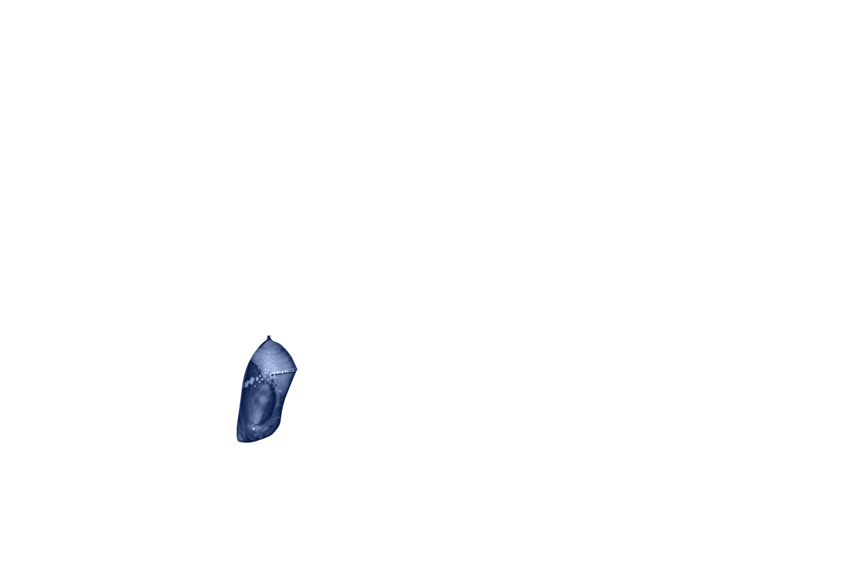 MÉTHODOLOGIE : LA MÉTAMORPHOSE STRATÉGIQUE EGNOKA®
